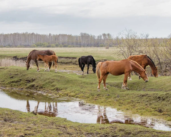 水の近くの牧草地で馬や馬のいる母親が冷静に草を食べている 背後には森がある — ストック写真