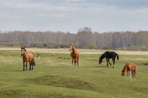春には4頭の馬が牧草地で冷静に放牧されます 背後には森がある — ストック写真
