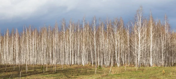 Vista Bosque Vidoeiro Dia Ensolarado Primavera Desfoque Movimento — Fotografia de Stock