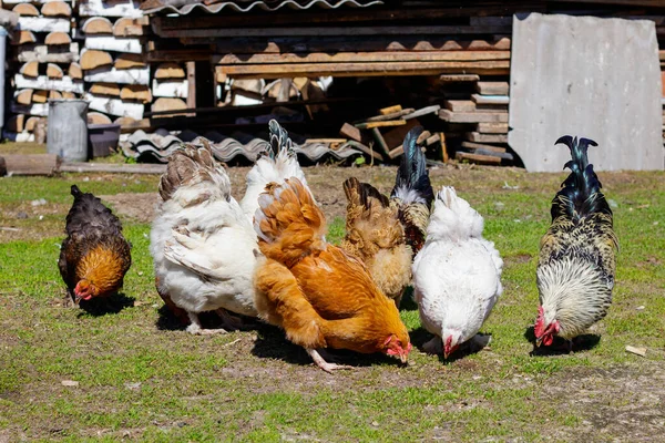 Galos Coloridos Picavam Sementes Grama Quintal Fundo Uma Pilha Madeira — Fotografia de Stock