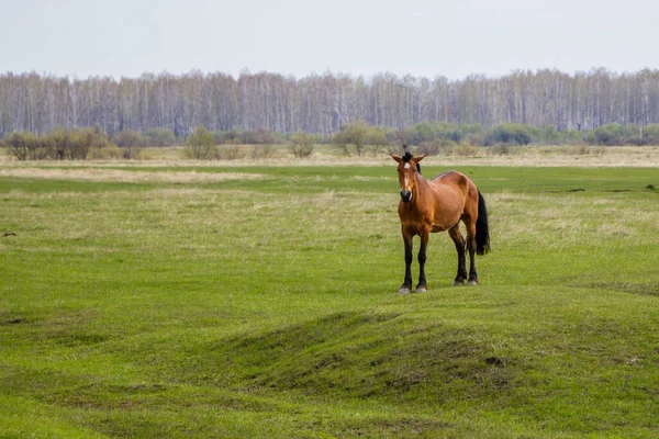 牧草地で妊娠中の馬は カメラを見て 背景には森が見え 背景には森が見えます — ストック写真