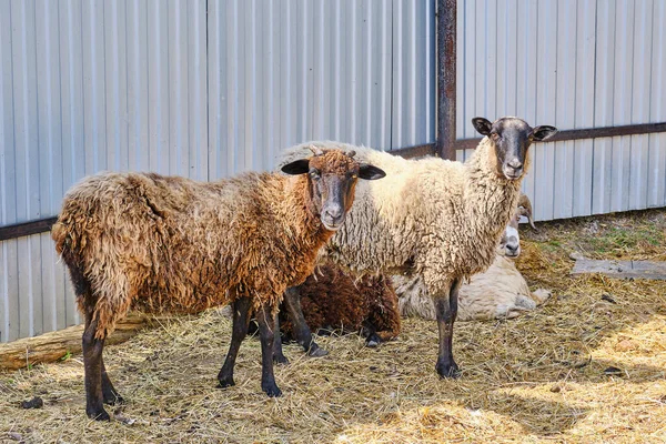 Two Sheep Standing Barnyard Looking Camera — Stock Photo, Image