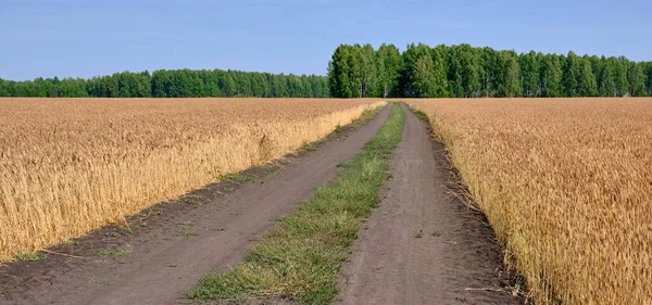 Road Stretching Distance Field Ripe Wheat Banner — Stock Photo, Image