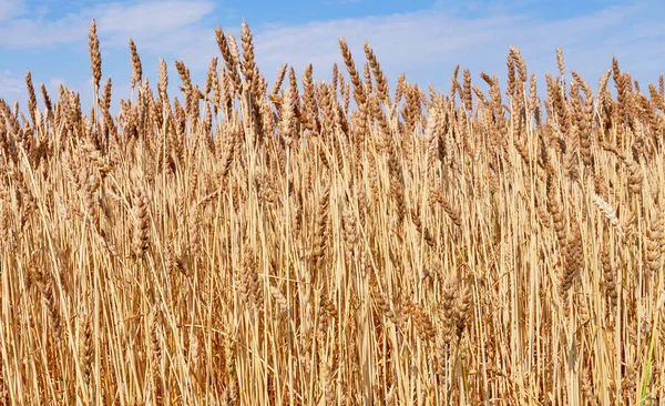 Крупним Планом Стиглі Пшеничні Вуха Сільськогосподарському Полі Фоні Блакитного Неба — стокове фото