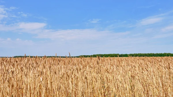 Close Ripe Wheat Ears Agricultural Field Blue Sky Background Banner — Stock Photo, Image
