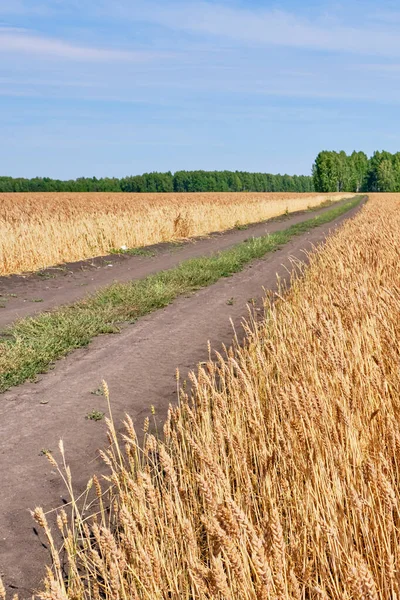Дорога Простягається Відстань Між Полем Стиглої Пшениці — стокове фото