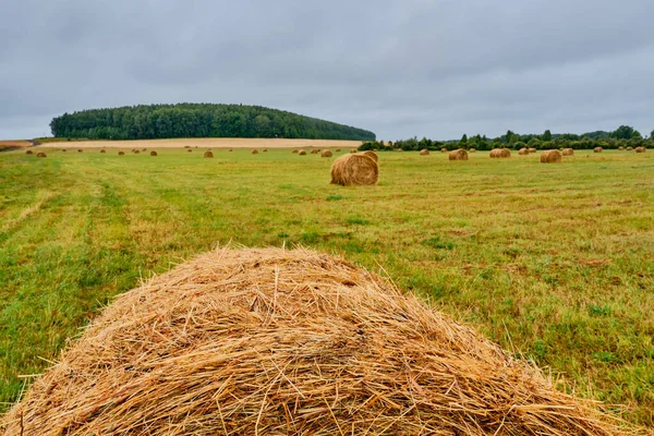 Haystackar Form Rullar Ett Jordbruksfält Landsbygd — Stockfoto