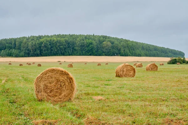 Höstack Form Rullar Ett Jordbruksfält Landsbygd — Stockfoto