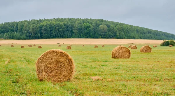 Baystackar Form Rullar Ett Jordbruksfält Landsbygd Banderoll — Stockfoto