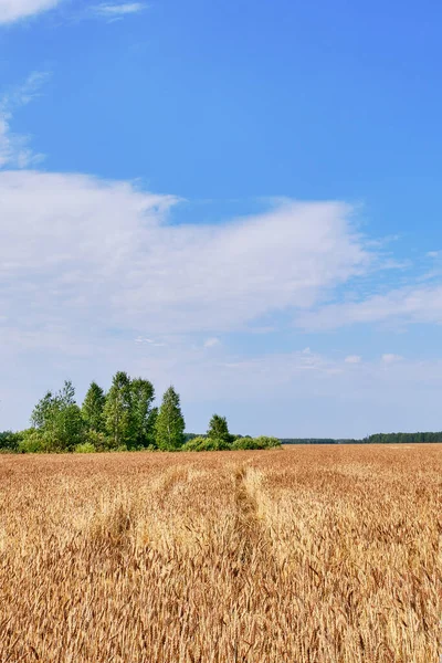 Paisagem Com Campo Agrícola Orelhas Douradas Maduras Trigo Sobre Fundo — Fotografia de Stock