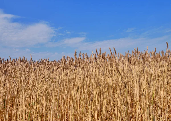 Close Orelhas Trigo Maduras Campo Agrícola Contra Fundo Céu Azul — Fotografia de Stock