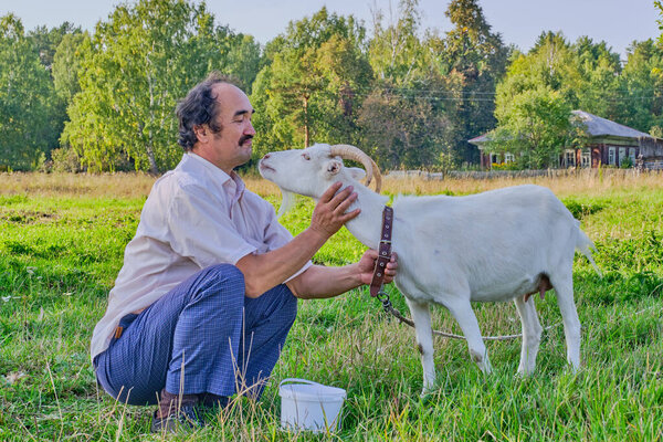 Rural scene. A senior asian man in a white shirt communicates with a white goat before milking on a meadow in a Siberian village, Russia