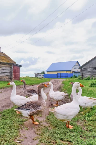 Ländliche Szenerie Weiße Und Kunterbunte Gänse Stehen Auf Der Straße — Stockfoto