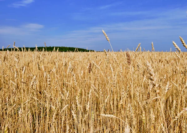 Крупним Планом Стиглі Пшеничні Вуха Сільськогосподарському Полі Фоні Блакитного Неба — стокове фото