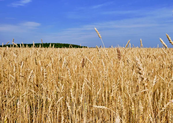 Close Orelhas Trigo Maduras Campo Agrícola Contra Fundo Céu Azul — Fotografia de Stock