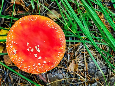 Vahşi doğada zehirli mantar kızıl amanita. Üst görünüm