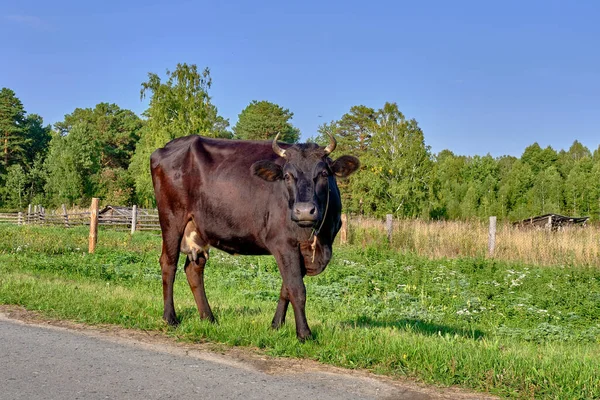 Portrait of a black cow on a village road looking at the camera