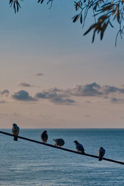 Pombas Sentam Uma Fileira Arame Sobre Fundo Mar Céu Por — Fotografia de Stock