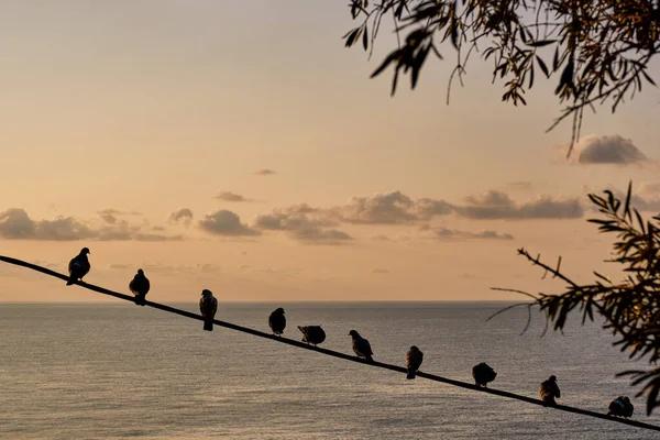 Pombas Sentam Uma Fileira Arame Sobre Fundo Mar Céu Por — Fotografia de Stock