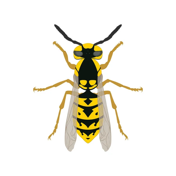 Guêpe Wasp Vue Dessus Isolé Sur Fond Blanc — Image vectorielle