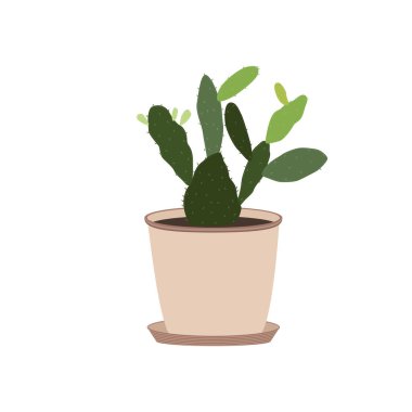 Kaktüs. Kavanozda dikenli armut. Meksika bitkisi. Beyaz bir arkaplanda izole edilmiş.