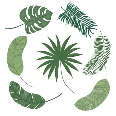 Egzotik yapraklar. Şirin tropikal yapraklar. Beyaz bir arkaplanda izole edilmiş.