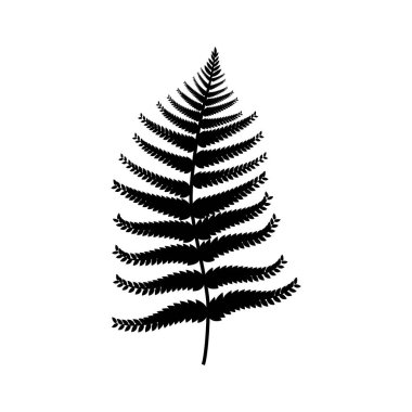 Eğrelti otu. Eğrelti otu yaprağının siyah silueti. Beyaz bir arkaplanda izole edilmiş.