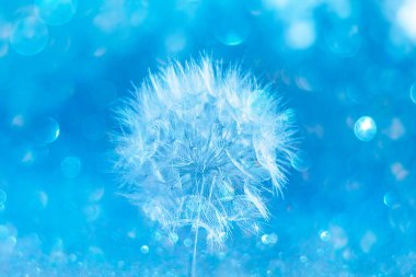 Mavi arka planda sihirli bir karahindibanın yakın çekimi. Basitlik Teorisi