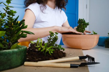 Evcil bitkilere yakından bakmak sulu kabuklulara, echeveria 'ya, Haworthia' ya. Karışık ırk sakin kadın ev bitkilerini yeniden dikiyor.