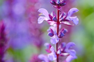 Yumuşak yeşil yapraklı, odakları çözülmüş, güzel, mor, taze çiçeğin aşırı yakın görüntüsü. Makro detay bulanık arkaplan