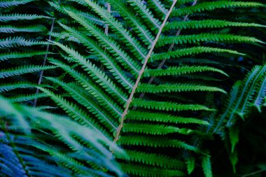 Ormanda yetişen güzel, mükemmel, genç eğreltiotu yapraklarının yakın görüntüsü. Yeşillik eğrelti otlarının arkaplan dokusu.