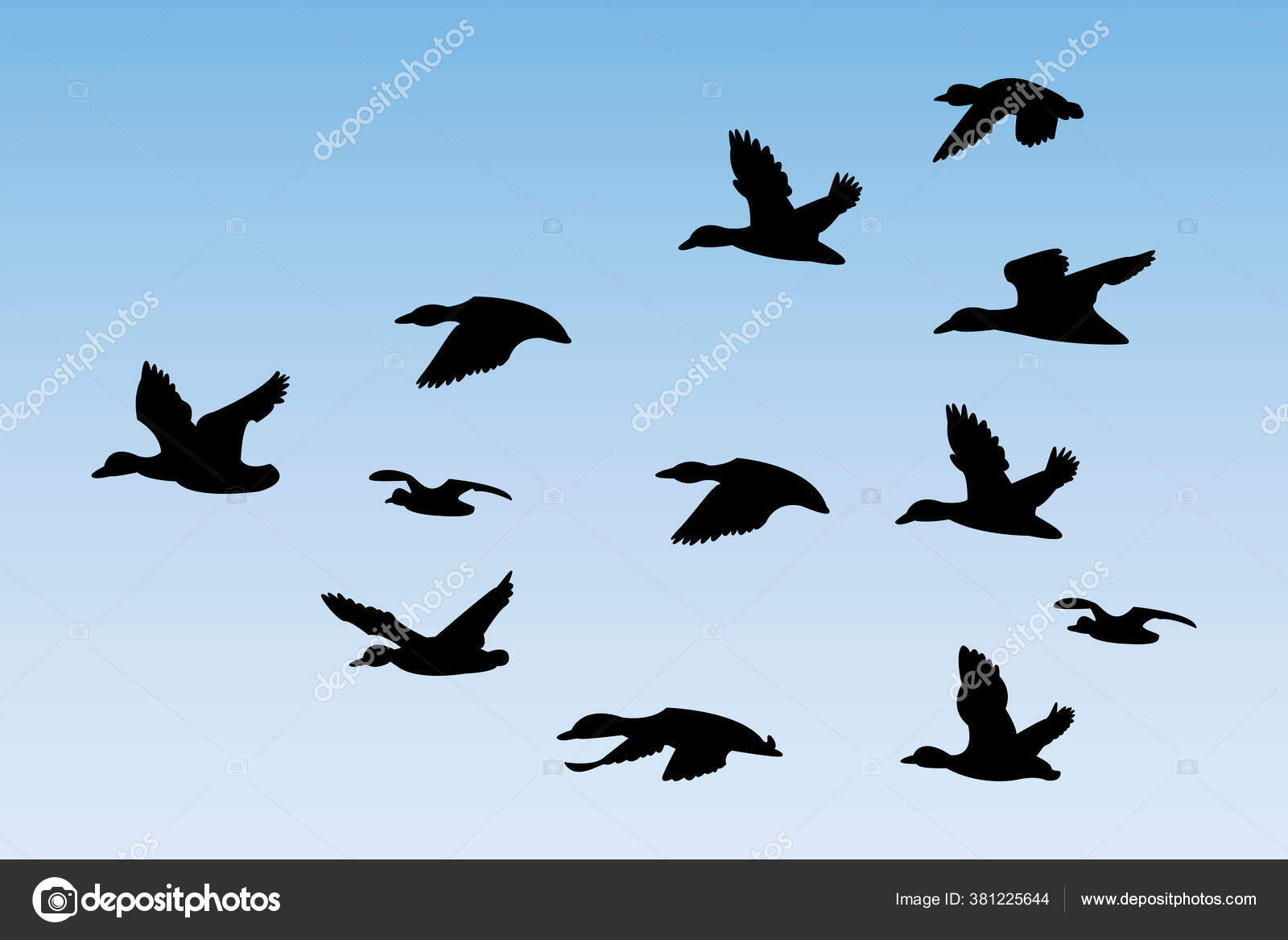 Observa más de 1000 patos buzos en su hábitat, image size:1600x1167