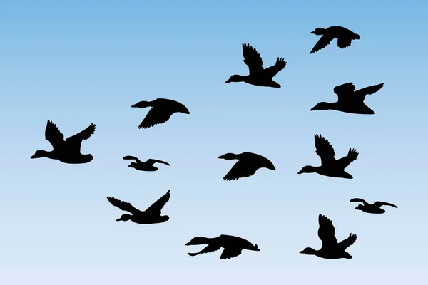 Silhouettenvektor Einer Fliegenden Ente Illustration Eines Gänsevogels Einer Herde Umrissene — Stockvektor