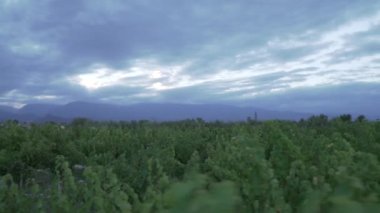Mendoza Arjantin 'in Uco Vadisi' ndeki üzüm bağları bulutlu bir bahar gününde.