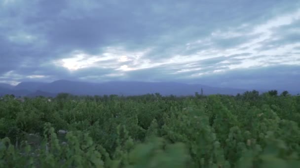 Szőlőültetvények Uco Völgy Város Mendoza Argentína Egy Felhős Tavaszi Napon — Stock videók