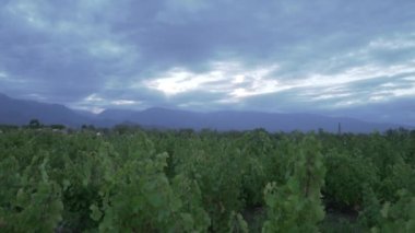 Mendoza Arjantin 'in Uco Vadisi' ndeki üzüm bağları bulutlu bir bahar gününde.