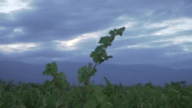 Mendoza Arjantin 'in Uco Vadisi' ndeki üzüm bağları bulutlu bir bahar gününde.