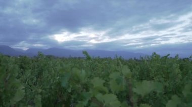 Mendoza Arjantin 'in Uco Vadisi' ndeki üzüm bağları bulutlu bir bahar gününde.