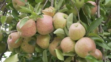 Mendoza Arjantin 'in kırsal kesiminde bir elma ağacı.