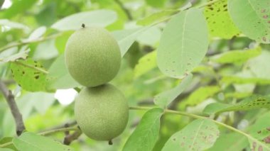 Mendoza Arjantin 'in kırsalındaki bir çiftlikte armut ağacı.