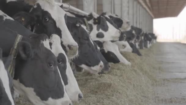 Vaches Mangeant Herbe Dans Une Cour Traite — Video