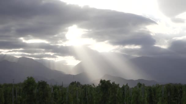 多云的春天 阿根廷门多萨市乌科山谷的葡萄园 太阳正试着用它的光芒进入葡萄园 — 图库视频影像