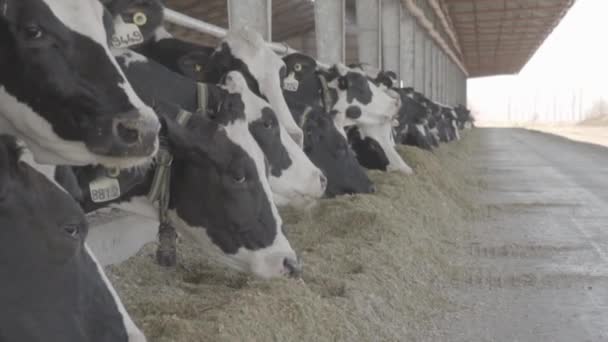 Vacas Comendo Grama Quintal Ordenha — Vídeo de Stock