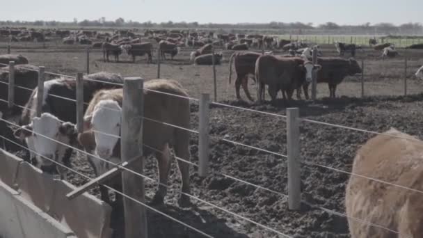搾乳場の土地の上の農家の近くの水を飲む牛 — ストック動画