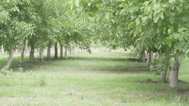 Perenbomen Achter Elkaar Een Akkerland — Stockvideo