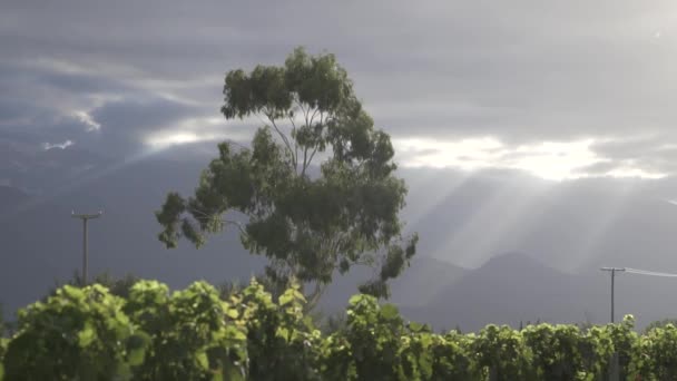Wijngaarden Uco Vallei Stad Mendoza Argentina Een Bewolkte Lentedag Zon — Stockvideo