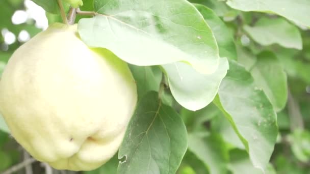 Quince Strom Plantáži Venkově Mendoza Argentina — Stock video