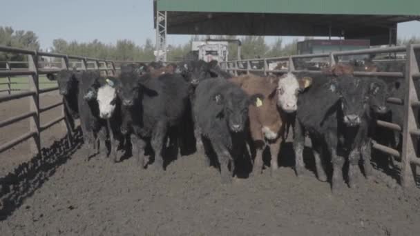 搾乳場の農家の黒牛と茶色の牛 — ストック動画