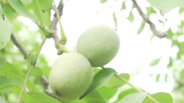 Mendoza Arjantin 'in kırsalındaki bir çiftlikte armut ağacı.