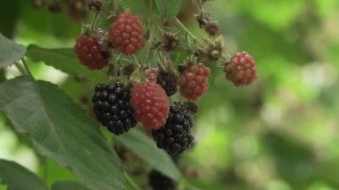 Kırmızı ve siyah ahududulu bir ahududu ağacı